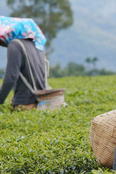 Darjeeling & Kalimpong