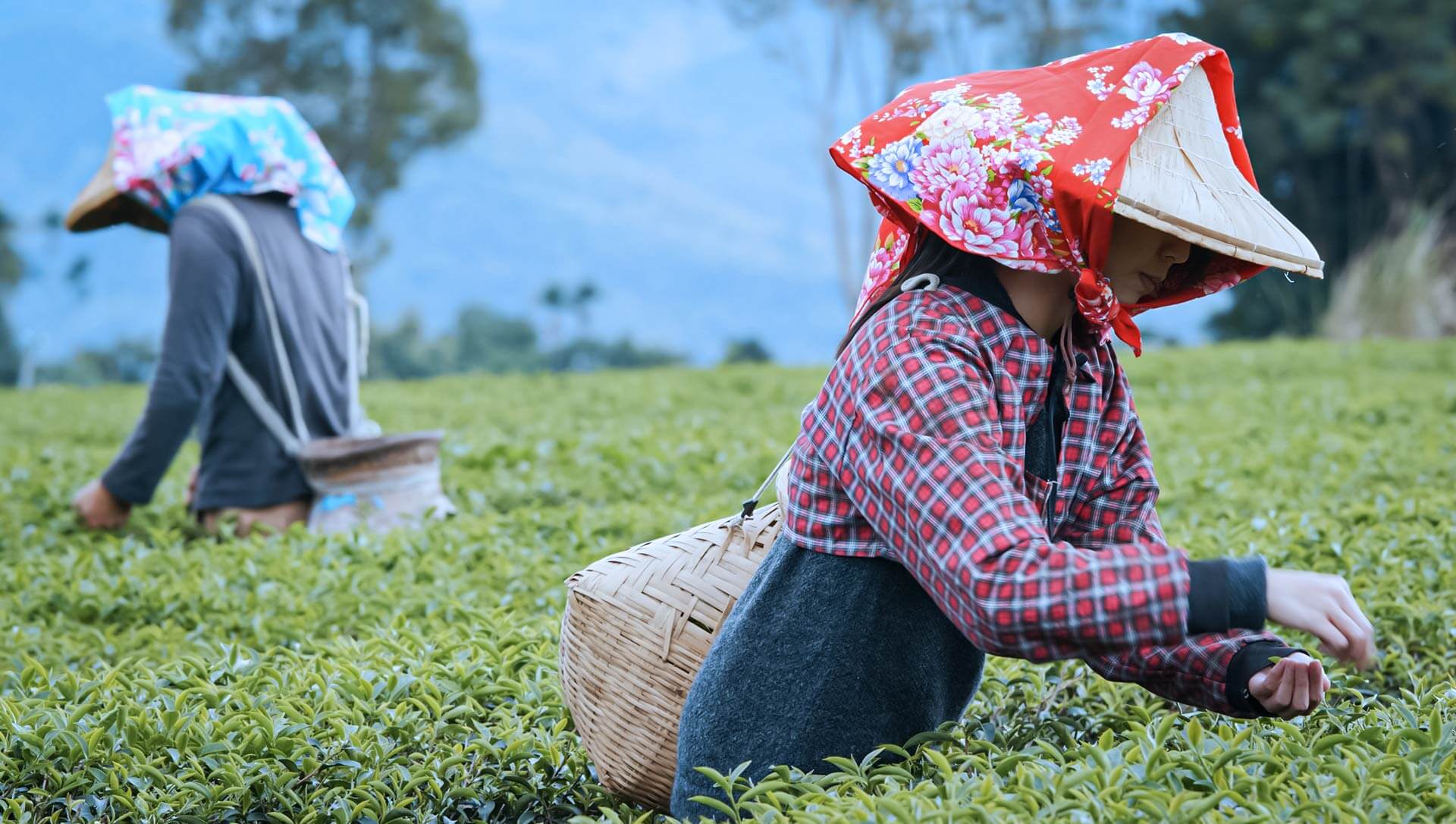 Darjeeling Kalimpong Pelling Tour
